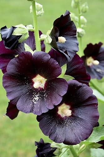 Buy4seeds 100 Seeds Hollyhock Jet Black Easy to Grow