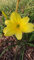 Hémérocalle jaune (10 graines) frais de récolte de cette saison de mon jardin