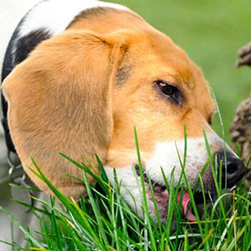 Erba per cane in miscuglio – PER CANI (Semente)