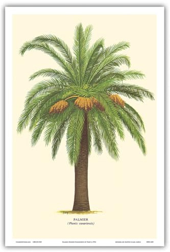 Canary Island Date Palm Tree - Palmier (Phoenix Canariensis) - Vintage Botanical Illustration by Ferry c.1770s - Master Art Print (Unframed) 12in x 18in