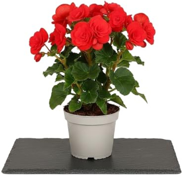 Planta Natural Begonia Hiemalis DECOALIVE Begonia Roja de Flor en Maceta de 14 cm