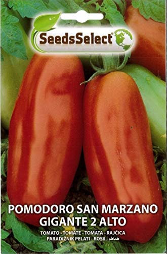 SEMI SEMENTI DI POMODORO SAN MARZANO GIGANTE ALTO BUSTINA MAXI