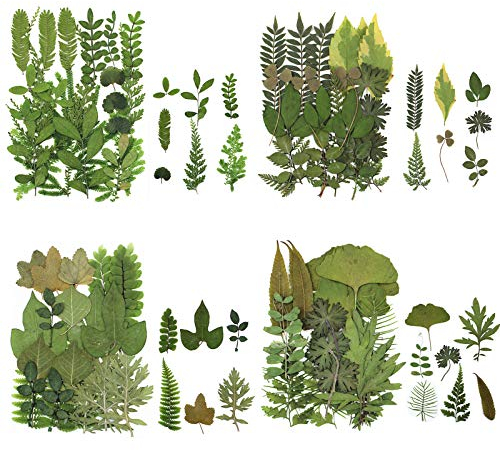 84 Pezzi Foglie Essiccate Pressate Piante Erbario Foglie Petali vere Foglie Secche Naturali per Resina Arte Artigianale fai da te Adesivi per Unghie Decorazioni di Abbellimento Foglia Pressata (A)