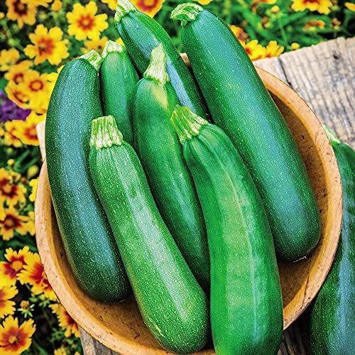 Courgette Sure Thing Garden Plant Half-Hardy Annual Flowering Garden Plants Easy to Grow Your Own 1x Seed Packet by Thompson and Morgan.