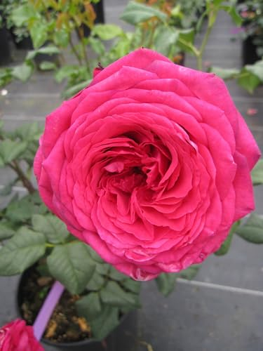 Rosa Johann Wolfgang von Goethe ® - Edelrose - Tantau Rose