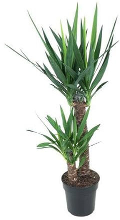 Giglio di palma gigante – Yucca Elephantipes – Pianta d'appartamento – Ø 21 cm – 100 cm