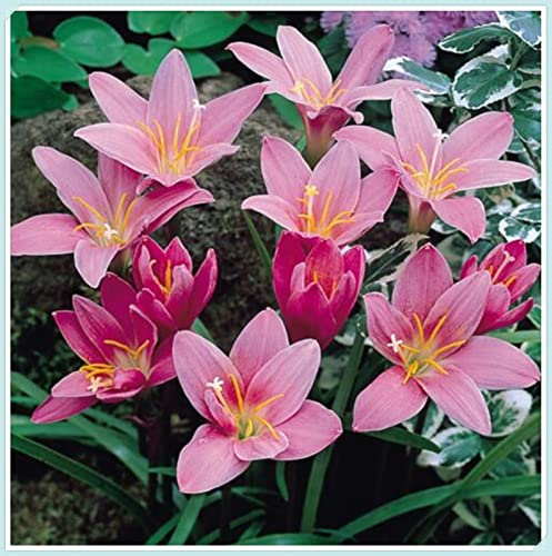 Lirio de Lluvia Rízoma,Verdadero,Delgado, Fresco, Robusto, Natural, bulbo de Zephyranthes-5 bulbo