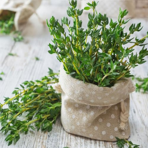 Semi di menta piperita balcone resistenti per giardini rocciosi verdi menta piperita esotica rara resistenti selvatiche semi di 100pcs