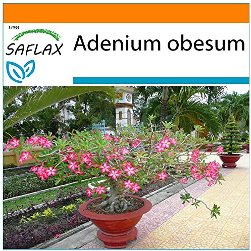 SAFLAX - Garden in the Bag - Bonsai - Ökenros - 8 Frön - Med underlag i en passande resväska - Adenium obesum