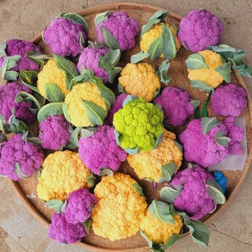 semi di cavolfiore - per serra da appartamento esotiche, biologici per rialzato 200pcs