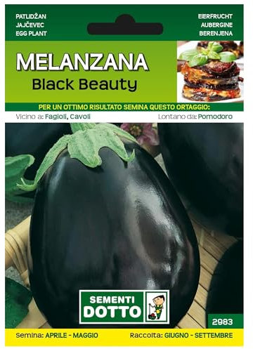 Sicignano | Auberginensamen Black Beauty - Pflanze mit großen und glänzenden Früchten, extra Beutel - 6 Packungen à 1,9 g, Sommerernte