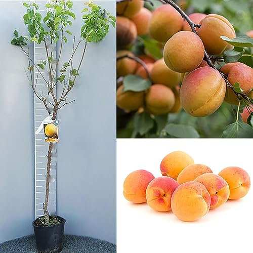 SAVINI VIVAI Plantes fruitières, Abricotier précoce d'Imola en pot, 22-24 cm 2-3 ans, hauteur 130-150 cm