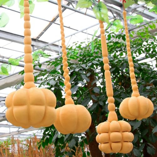 calabaza de botella, calabaza - decoraciones de jardín exteriores semillas jardín variedades raras antiguos resistentes jardines 300semillas