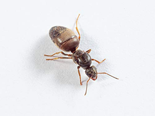 Antsrus live queen ant Lasius niger queen with brood (starter kit)