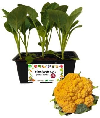 P. Piantine da Orto | Cavolfiore Arancione, Kit da 6 piantine, Pianta Pronta per il Trapianto, Pianta Vera da Orto, da Balcone, e da Esterno, Vivaio Italiano