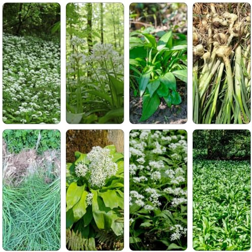 Aglio Orsino medicinali balcone parterre estate giardino semi cucina aglio selvaggio primavera selvaggio 130pcs