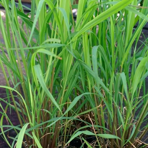 Lemon Grass Seeds - 50 Fresh Lemon Grass Herb Seeds – Plant and Grow Your Own Herbs Ideal for Greenhouse, Garden, Polytunnel, Growbags, Large Pots or Containers - Packed in The UK by Meldon Seeds