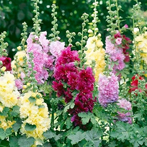 Dirt Goddess Super Seeds Hollyhock Seeds - Indian Spring Mix (1 lb) Althea Rosea Non GMO Bulk