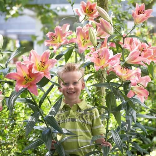 Sul palco Bulbi Giglio Gigante (3 pezzi) - Bulbi Fiori resistenti al freddo dall'Olanda da piantare in giardino (grandi tuberi, non semi, non artificiali) (On Stage)