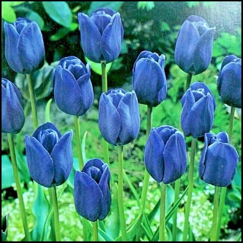 Bulbos de Tulipán - Se Adaptan a Suelos Bien Drenados - Apropiados para Macizos y Macetas- Tulipán bulbos-3 Bulbos-H