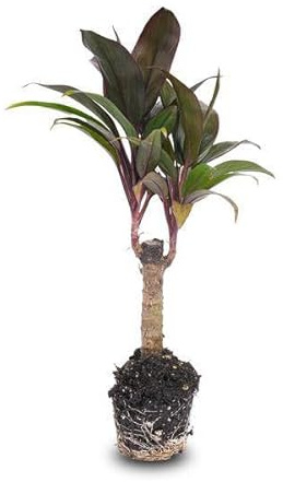 Minipalmer Cordyline fruticosa lila Compacta – terrarieväxt – Ø 6 cm – kompakt köllilja med violett löv – lättskött och dekorativ