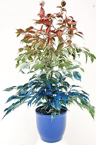 POWERS TO FLOWERS - FICUS BENJAMIN COLOR LIFE ROSSO, BIANCO E BLU, BANDIERA DELLA FRANCIA, IN VASO CERAMICA BLU, pianta vera!!!