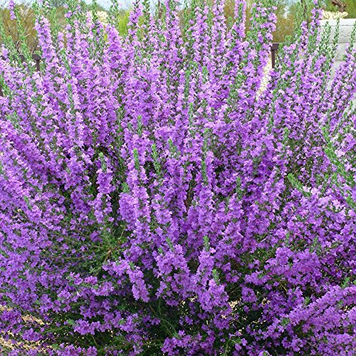 Sage Purple - 1 Plant - Garden Kitchen Herb for Cooking Planters Pot