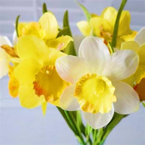 Narzissenzwiebel-Winterhart MehrjäHrig,Narzissen Knollen,Narzissenzwiebel,Narzissen Zwiebeln Winterhart,Bonsai Pflanze,Gartenblumen-4zwiebeln-c