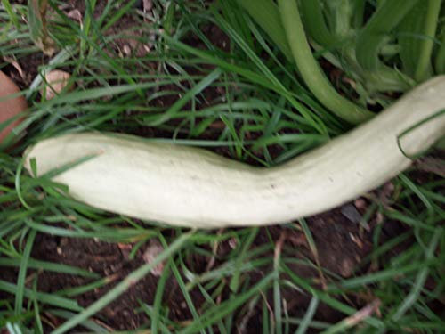 SEMI ZUCCHINO LUNGO BIANCO SICILIANO