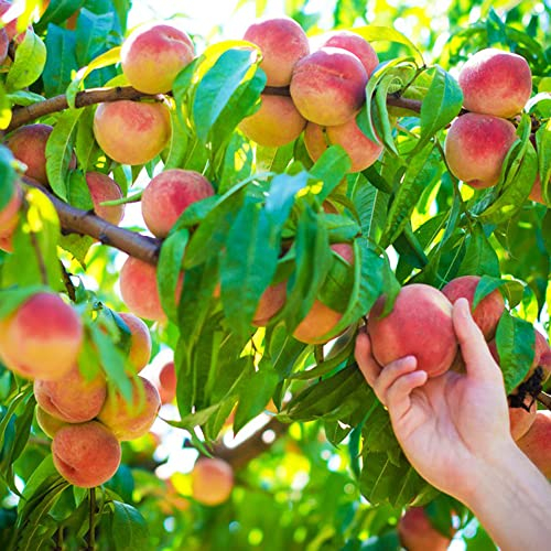Pfirsichbaum Samen Spezielle Winterhart Kaufen Pflanzen Balkon SäUlenobstbäUme Pfirsich Obstbaum Pfirsiche Garten Geschenk Geschenke FüR Gartenfreunde Winterharte Balkonpflanzen 6Stück
