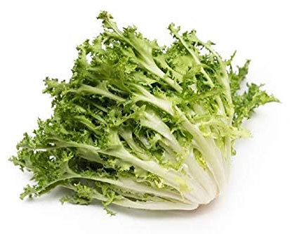Green Curled Ruffec Endive Seeds - 100 Count Seed Pack - Non-GMO - A Classic Heirloom Endive That adds a Tasty and Unusual Punch to Any Salad. - Country Creek LLC