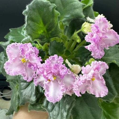 usambaraveilchen - bodendecker topfpflanzen echt kräuterpflanzen blumensamen indoor kräutergarten blumenbeet balkon pflanztöpfe balkonpflanzen frühling kräutersamen pflanzensamen 600samen