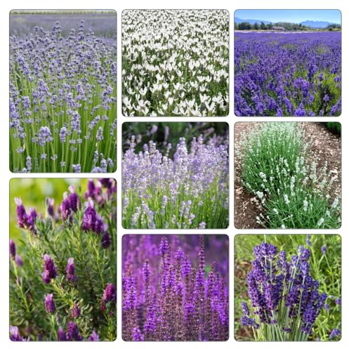 semi di lavanda, recisi giardino biologiche raro roccioso 350pcs