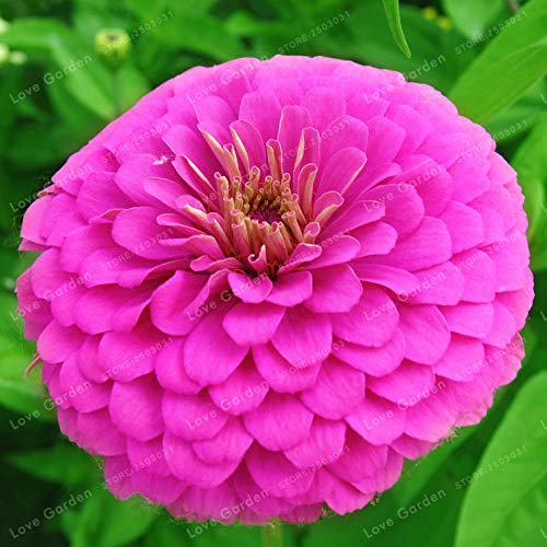 Generische frische 100 Stück Ringelblumensamen zum Pflanzen von Pink