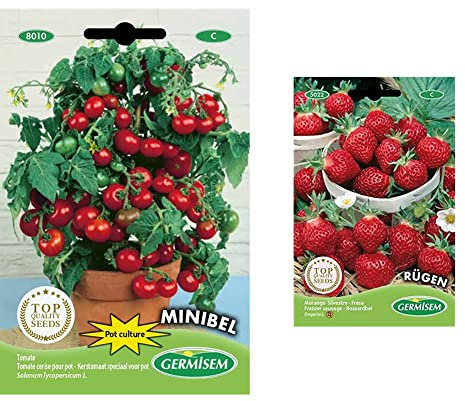 Germisem graines Tomate cerise pour pot MINIBEL & Rügen Graines de Fraises 0.3 g EC5022 Multicolore