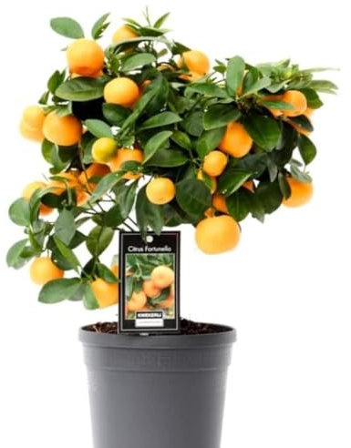 Citrus Tree Calamondin | Calamansi Plant | | Height 45 cm | Pot 15 cm | Potted Citrus Plant