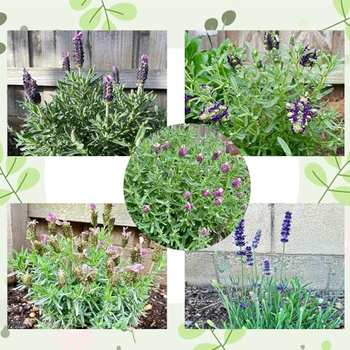 semi di lavanda perenni - biologiche, resistenti Giardino balcone 150pcs