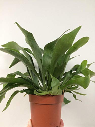 Portal Cool Planta de helecho cuerno de ciervo 12Cm Pot platycerium bifurcatum 'Países Bajos', 30cm