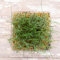 katzengras samen bio - gartenpflanzen winterhart gärtner geschenke katzengras pflanze wildblumensaat bodendecker winterhart mehrjährig kräuterbeet balkon samen küchenkräuter hochbeet 300pcs