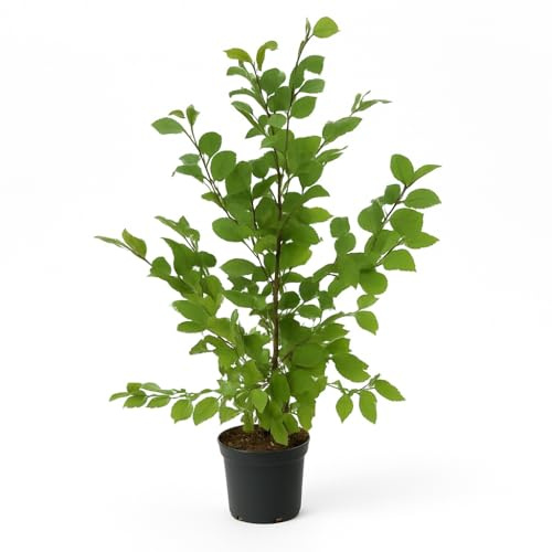 15st. Hainbuchen 80-120cm XXL Buschig im 3L Topf gemessen Heckenpflanzen Carpinus betulus Hecke Weißbuche Gartenhecke Hainbuche Heckenpflanzen
