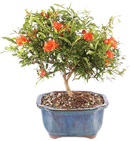 Brussel's Bonsai Live Pomegranate Outdoor Bonsai Tree-3 Years Old 6 to 10 Tall with Decorative Container, Medium