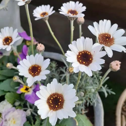 Semi di margherita - prati fioriti da balcone semi di come bomboniera esotico resistenti per giardini rocciosi raro decorazioni da giardino per esterni 350pcs