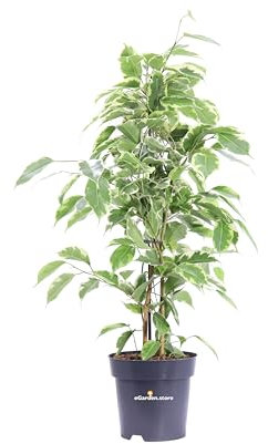 Pianta vera di Ficus Benjamina Kinky pianta variegata ornamentale da arredo interno per appartamento e ufficio venduta da eGarden.store