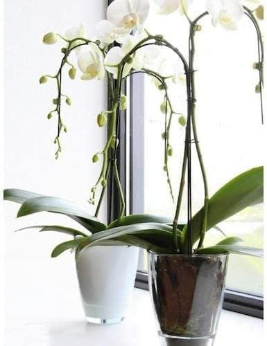 Floralcraft 14cm x 17cm White Bombay Pot Indoor Planter Glass Vases Orchid Plant Pot for Living Room Flared Planter
