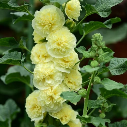 Semi di malvarosa - giardino Alcea rosea balcone resistenti selvatici biologici estivi di selvatici recisi giardino roccioso 300pcs