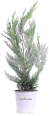 Pianta di Cipresso Leyland Pianta di Cupressocyparis Leylandii pianta da esterno pianta conifera alberello di Cipresso ornamentale albero vero di Cipresso venduto da eGarden.store (Vaso 17 cm)