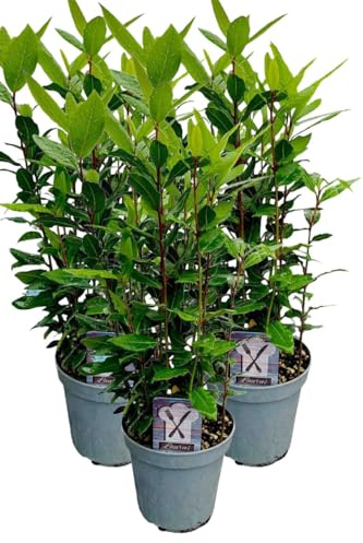 3er Set Lorbeer Pflanze, gewürzlorbeer, Laurus nobilis, im 15cm Topf