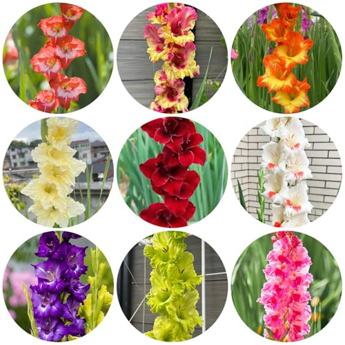 bulbos de gladiolosa resistente - jardín balcón 6pcs