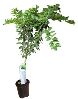 AzJardin- Árbol de lima. Altura aprox. 1.70m. Maceta 25cm. 3 años antigüedad. Fruto próximo año.