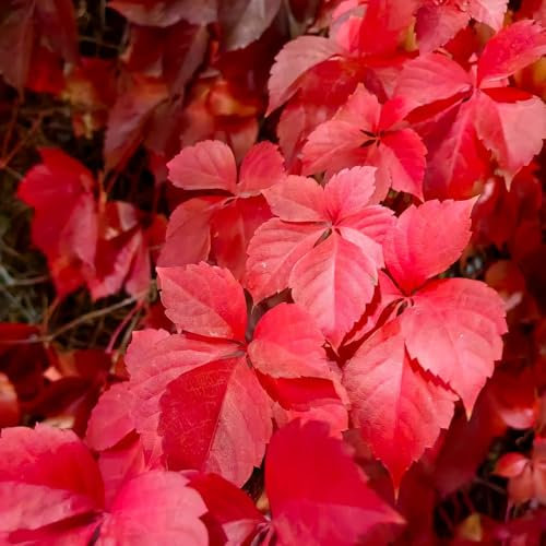 250 pcs Wilder Wein Winterhart Samen, winterharte pflanzen für garten Parthenocissus tricuspidata - gartenpflanzen winterhart mehrjährig balkonblumen kletterpflanzen gartenpflanzen